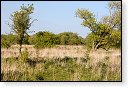 slikken van de heen natuurgebied natuur hdr Konikspaarden Uitkijktoren schotse hooglanders natuurmonumenten wisenten